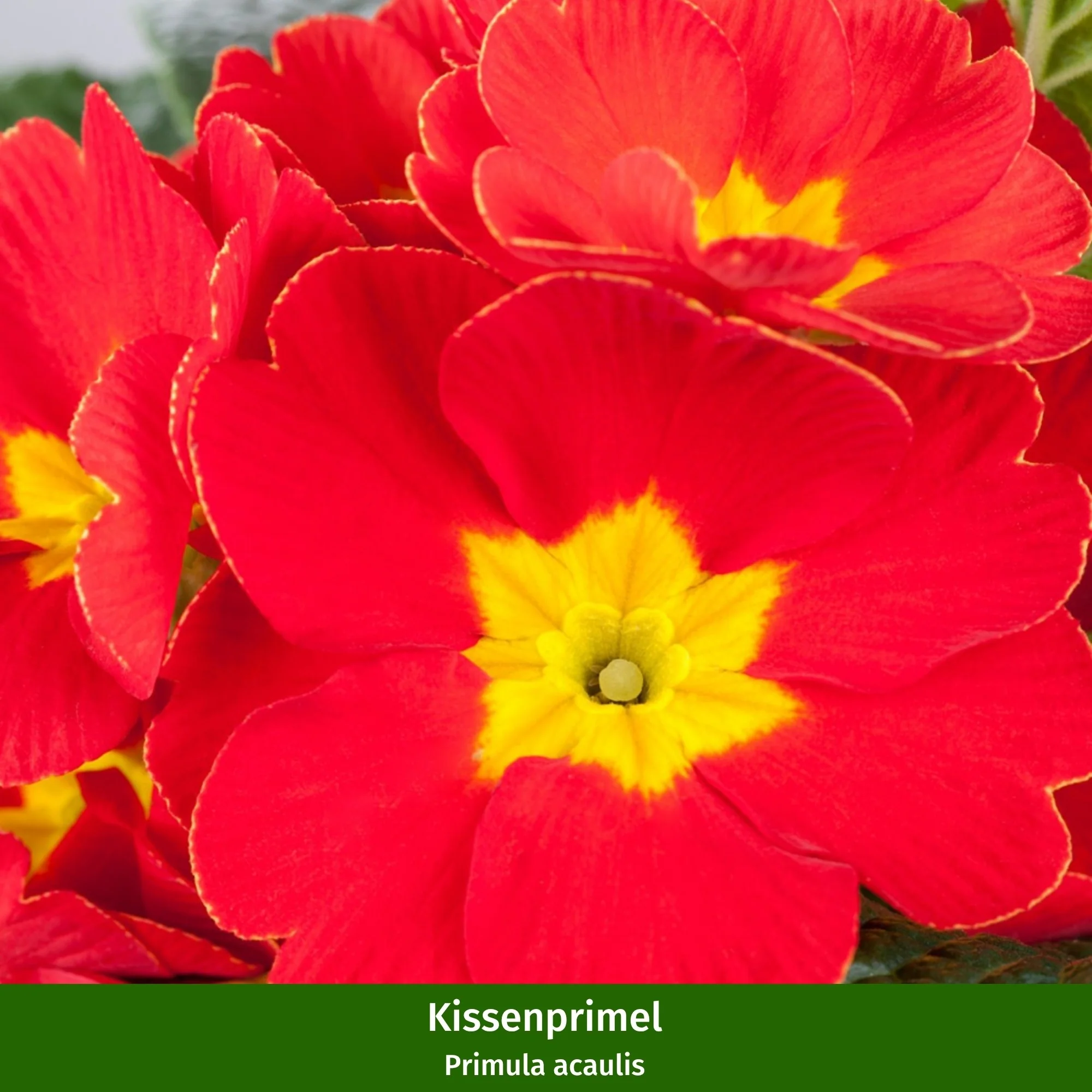 Balkonblumen "Feuriger Frühlingsgruß" - Image 2