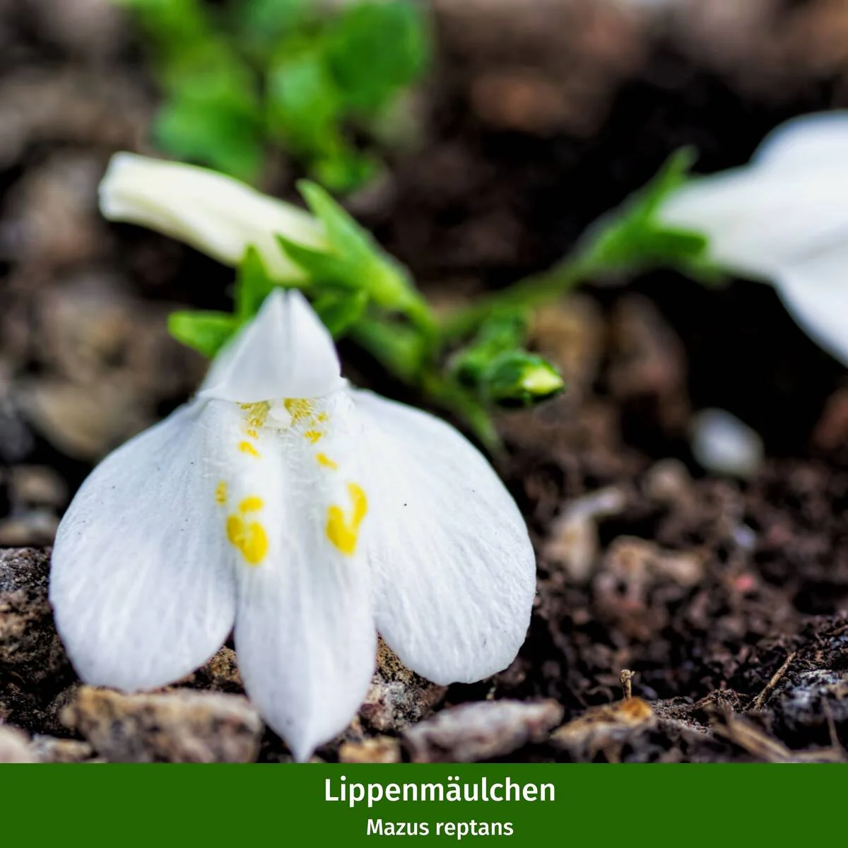 Balkonblumen "Frühlings-Flirt" - Image 9