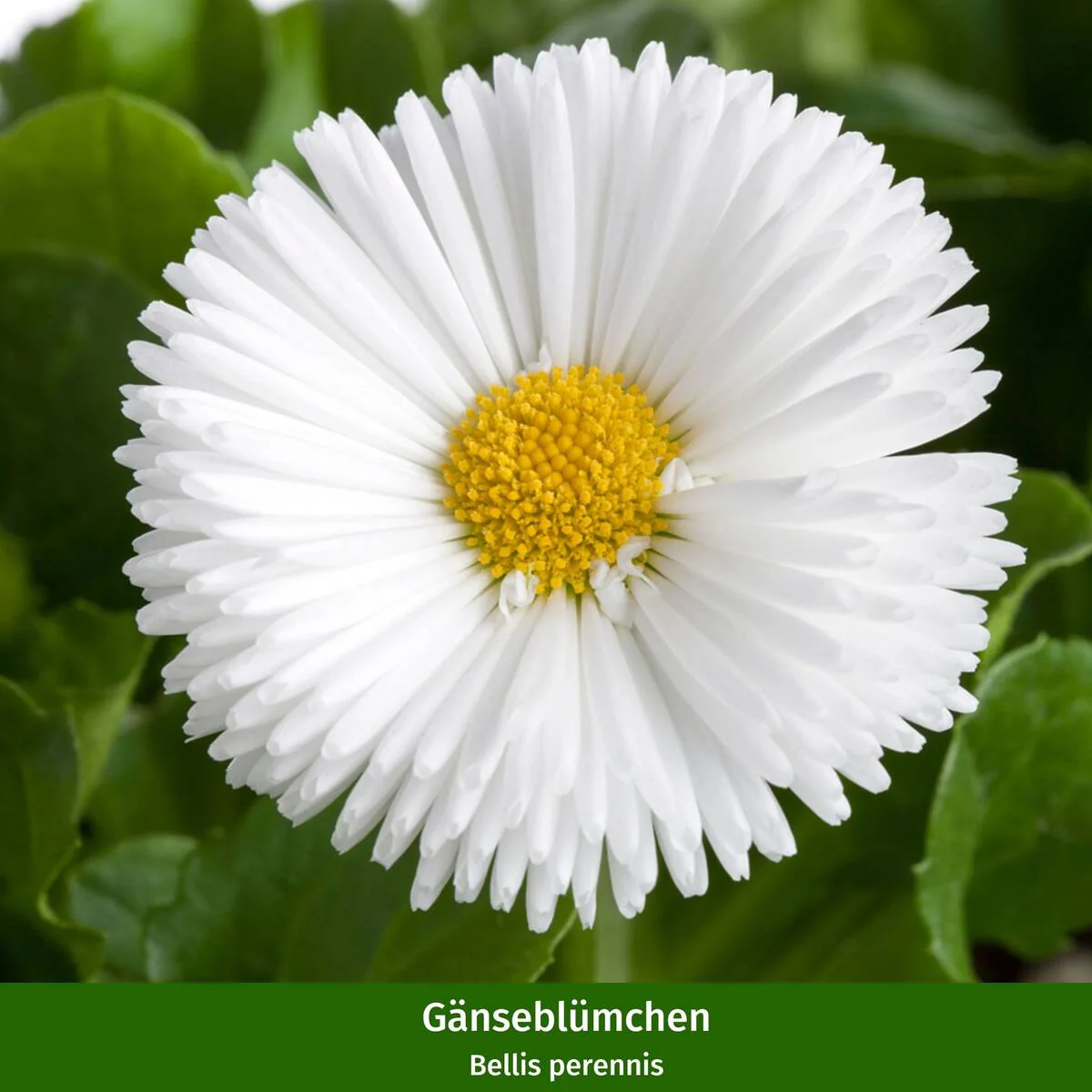 Balkonblumen "Frühlingsbeet mit Gänseblümchen" - Image 3