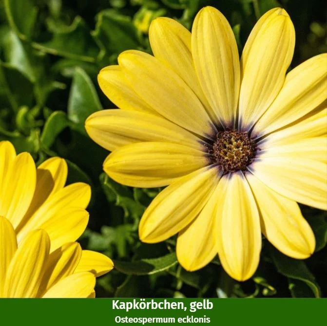 Balkonblumen "Gelbes Sommerbeet" - Image 5