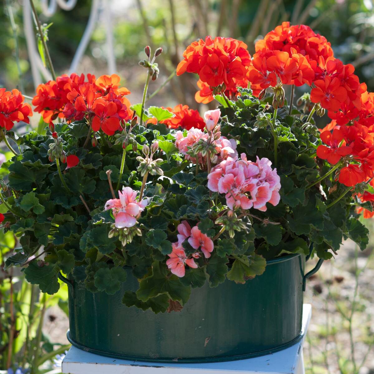 Balkonblumen "Geranienpracht"