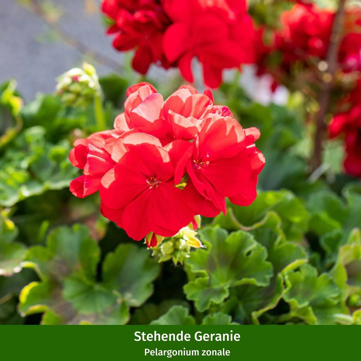 Balkonblumen "Geranienpracht" - Image 2
