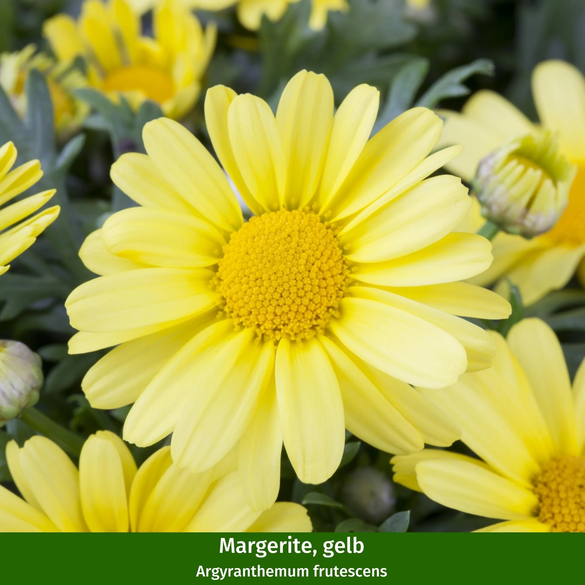 Balkonblumen "Goldener Blütentraum" - Image 3