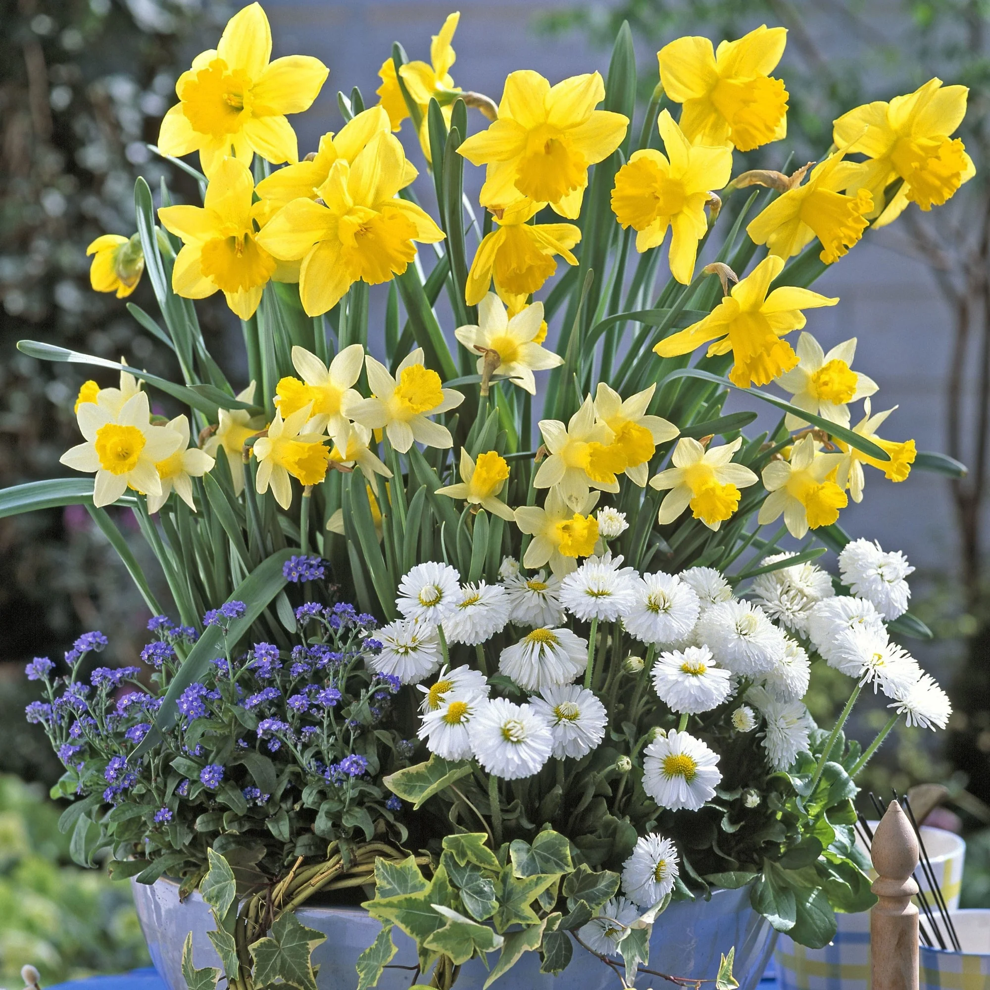 Balkonblumen "Harmonische Frühlingsfreude"