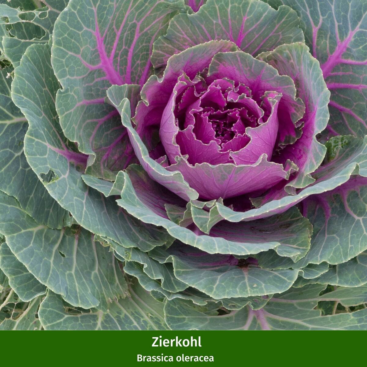 Balkonblumen "Herbst Trio" - Image 2