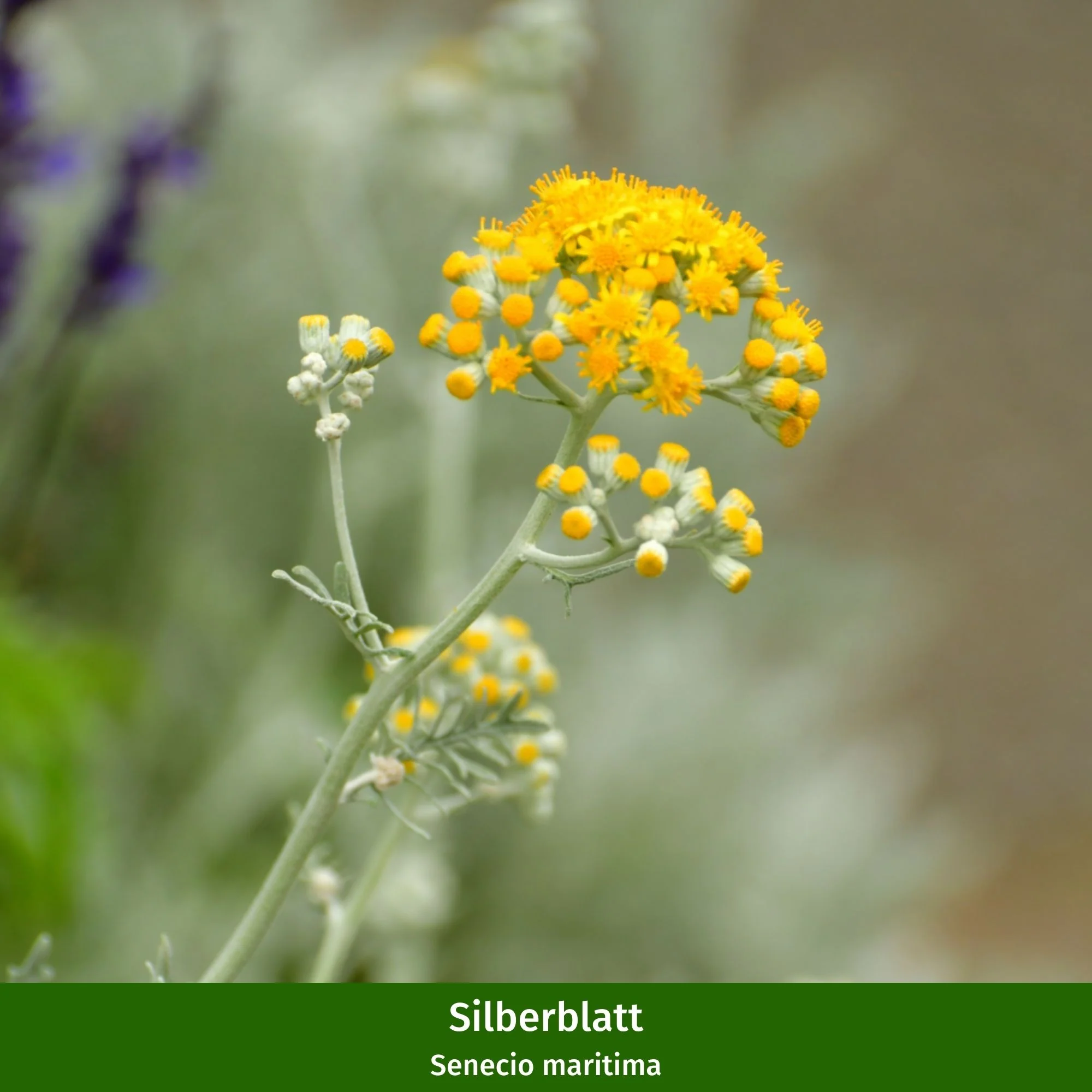 Balkonblumen "Herbstliches Farbenspiel" - Image 6