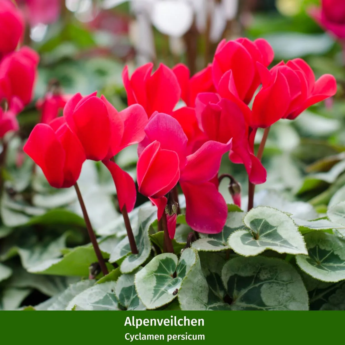 Balkonblumen "Herbstwunder" - Image 6