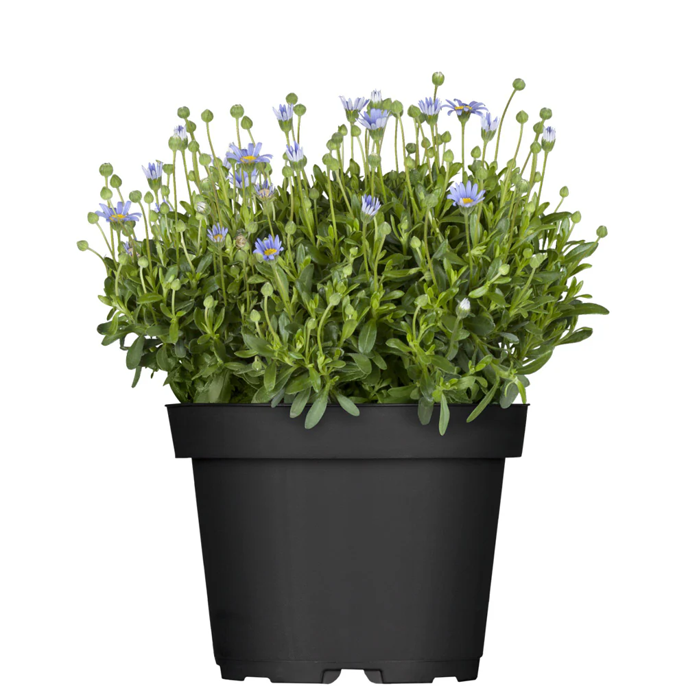 Balkonblumen "Hitzetolerante Sonnenanbeter" - Image 5