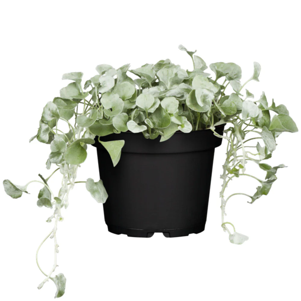 Balkonblumen "Hitzetolerante Sonnenanbeter" - Image 6