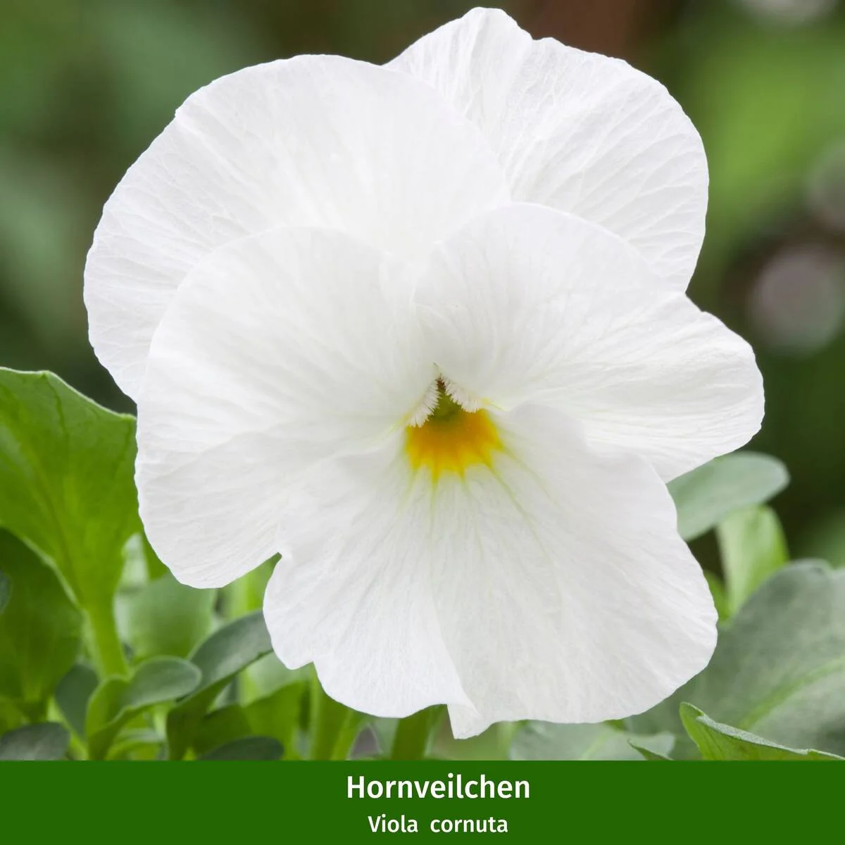 Balkonblumen "Dekorative Farbenpracht" - Image 5