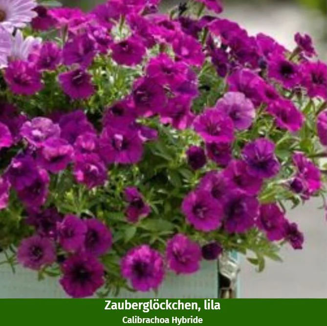 Balkonblumen "Kräutergarten & Blütenmagie" - Image 4