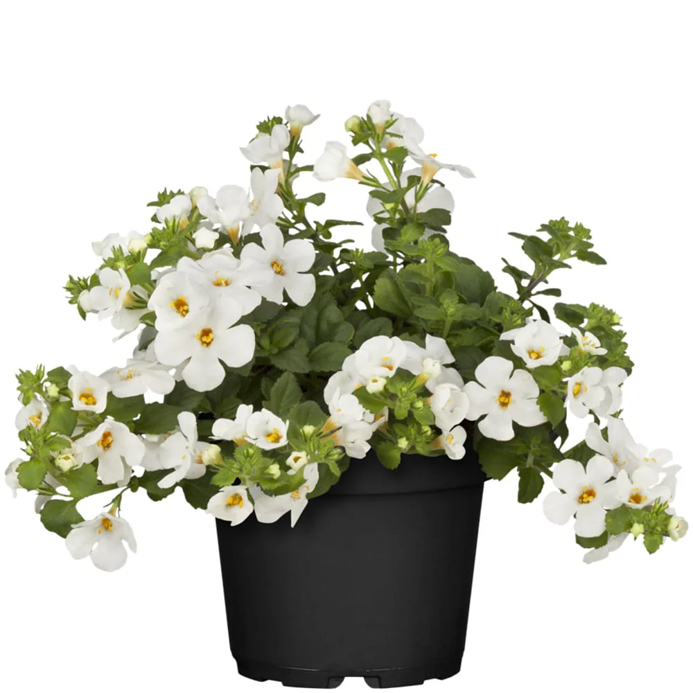 Balkonblumen "Langblühender Schattenplatz" - Image 5