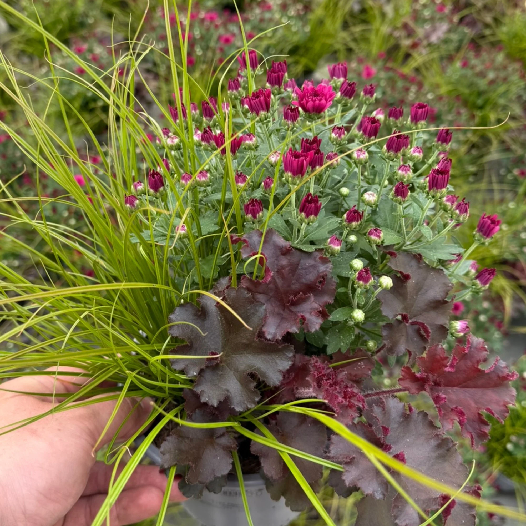 Balkonblumen "Lila Herbstmix"