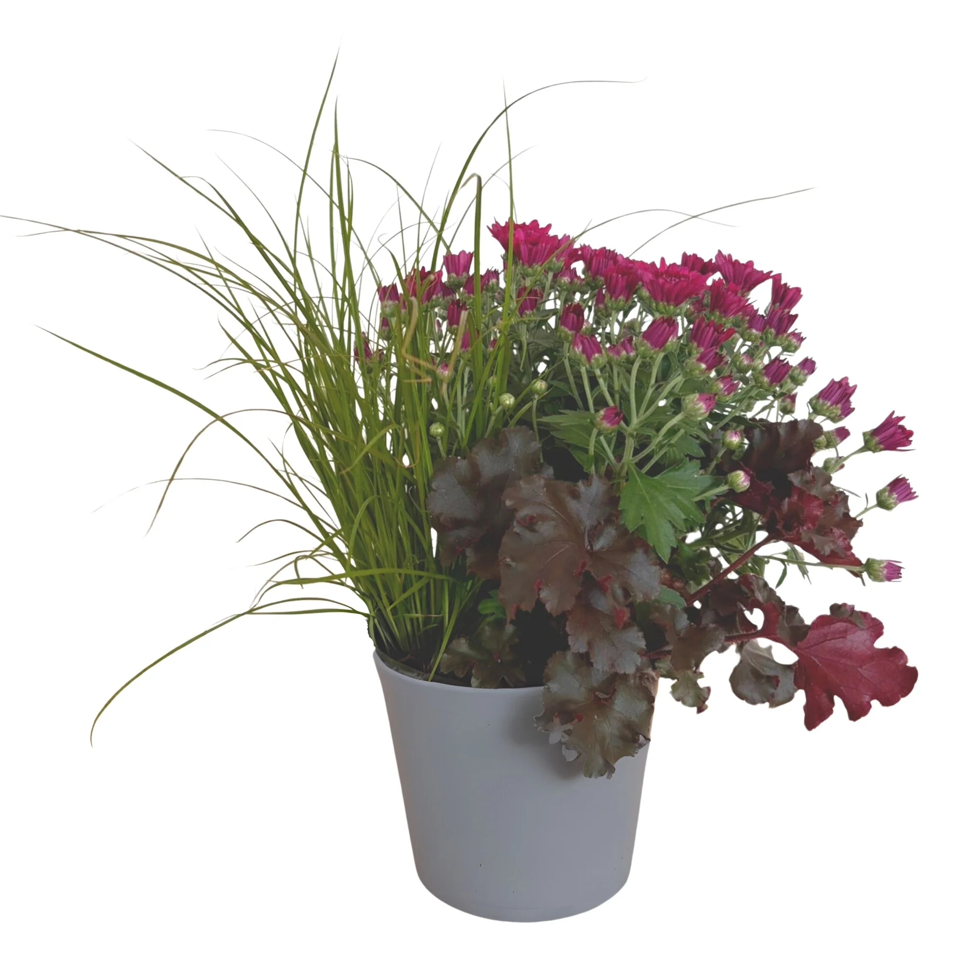 Balkonblumen "Lila Herbstmix" - Image 2