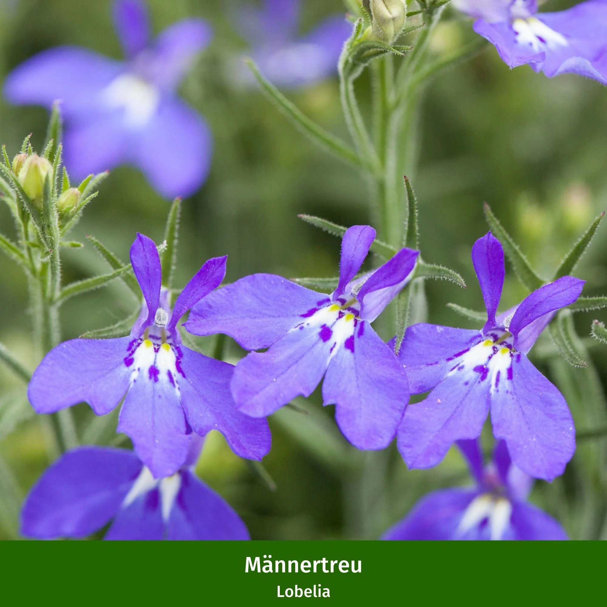 Balkonblumen "Pastellfarbener Sommertraum" - Image 4