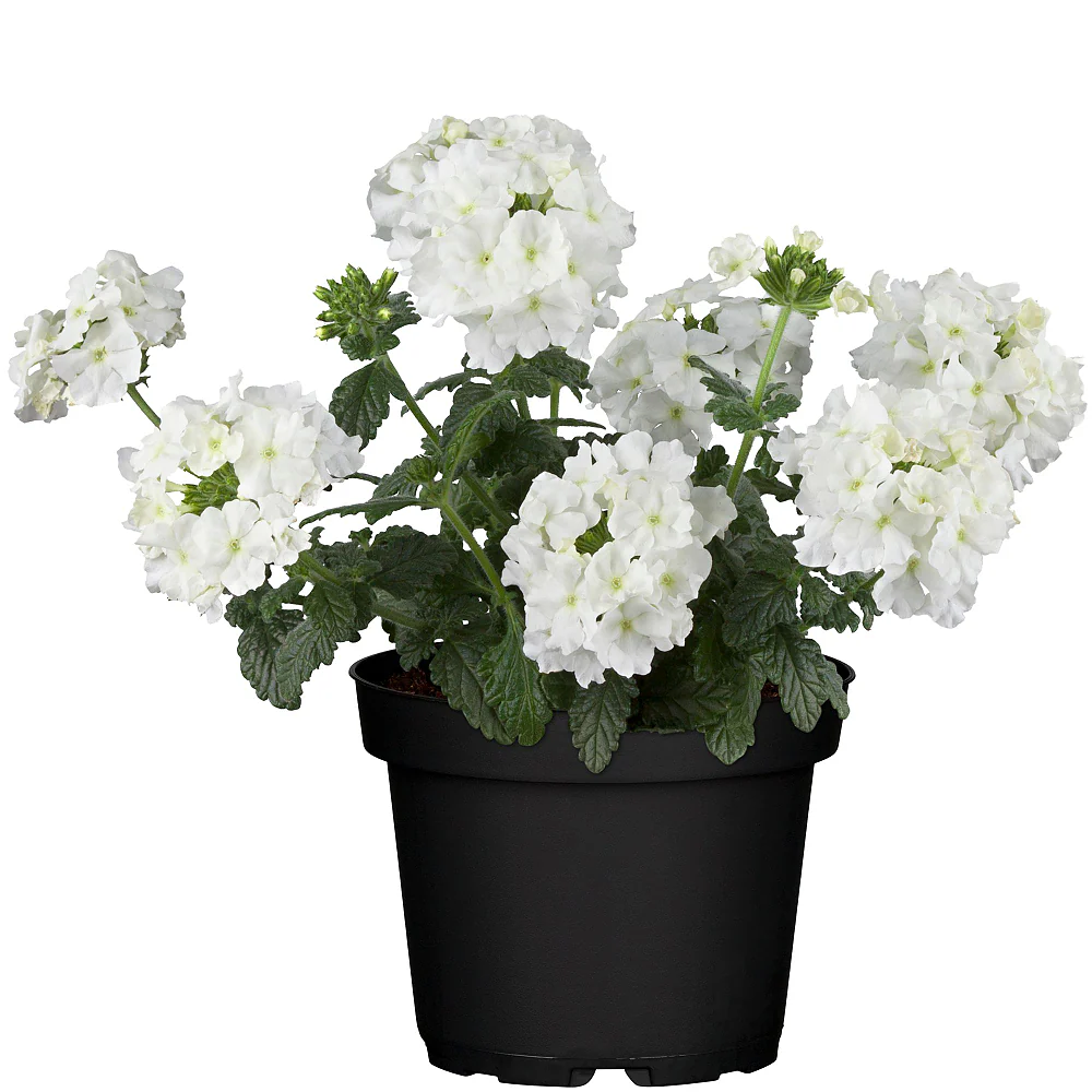 Balkonblumen "Pastellfarbener Sommertraum" - Image 5