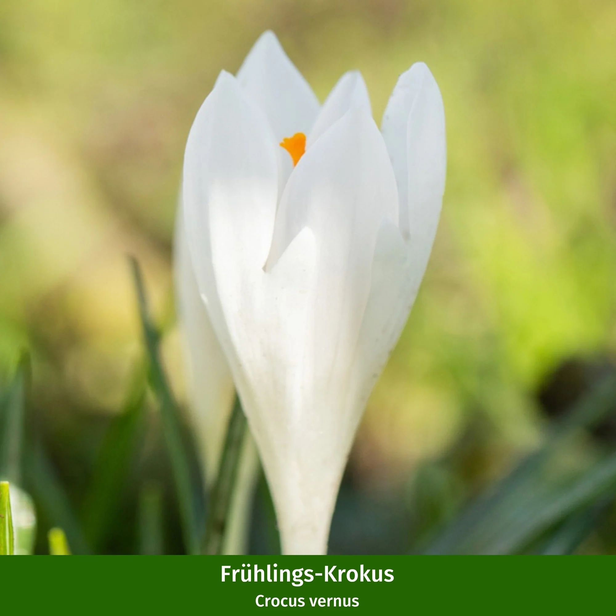 Balkonblumen "Pflegeleichte Pastellblüten" - Image 4