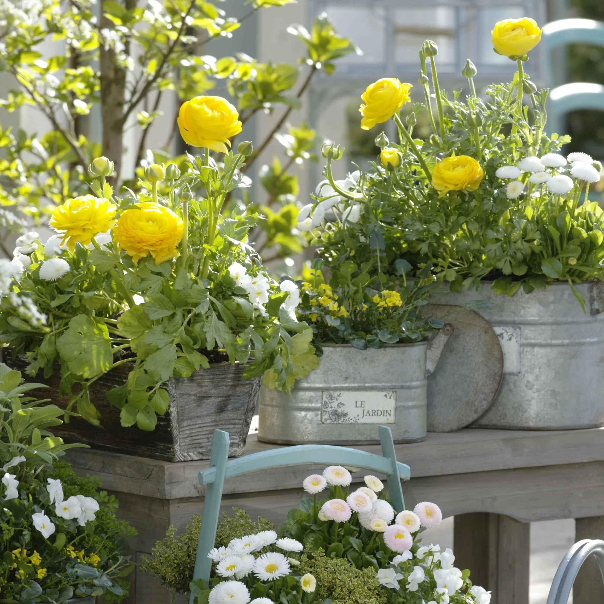 Balkonblumen "Reichblühender Frühlingsgruß"