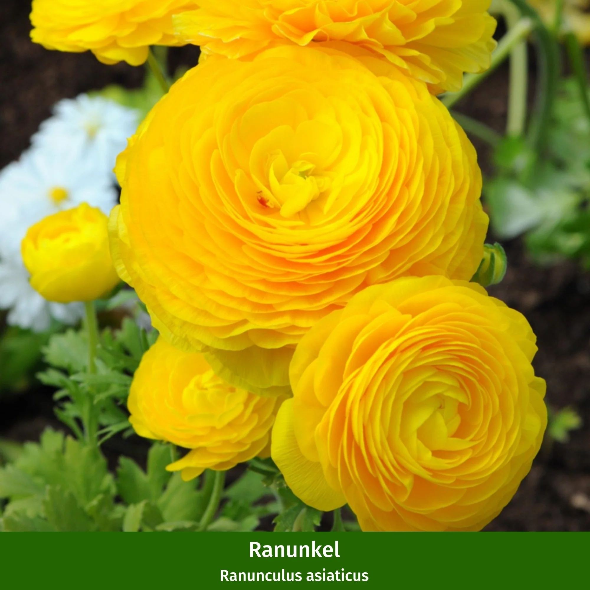 Balkonblumen "Reichblühender Frühlingsgruß" - Image 2