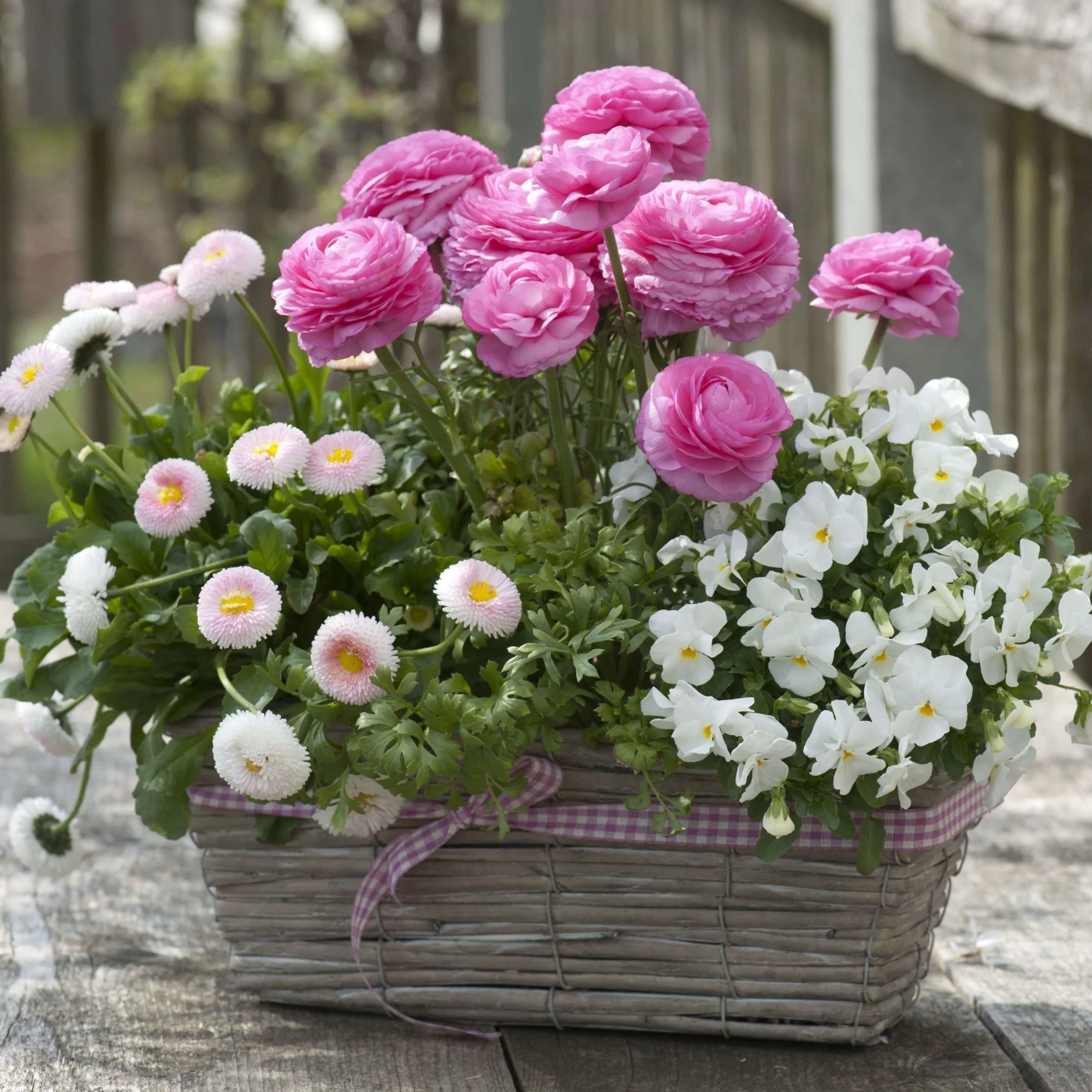 Balkonblumen "Reiche Blütenpracht in Rosa-Weiß"