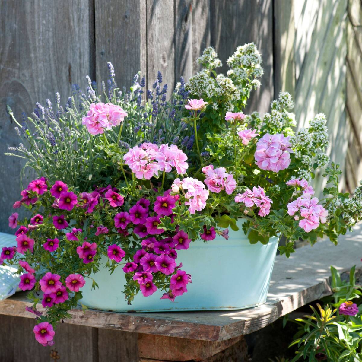 Balkonblumen "Romantische Balkonpracht"