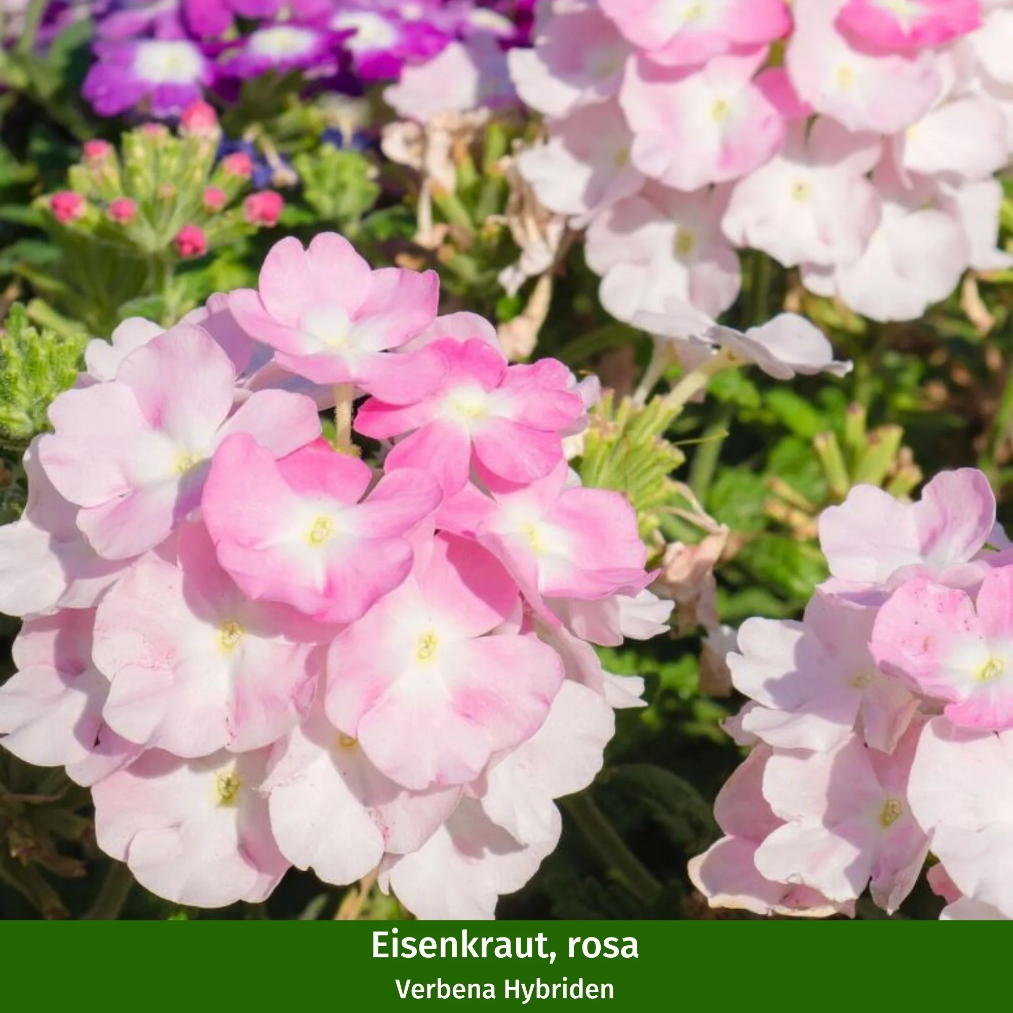 Balkonblumen "Romantischer Bienenschmaus" - Image 3