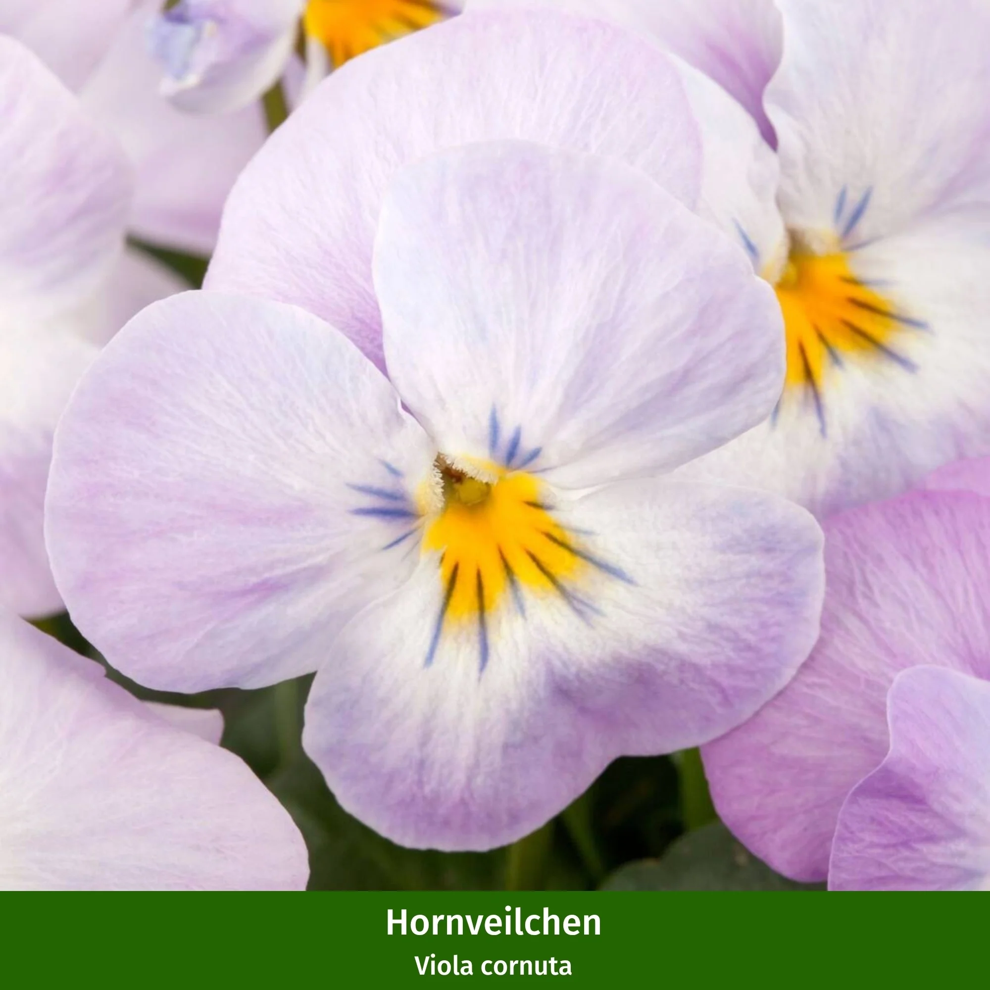 Balkonblumen "Romantischer Frühlingstraum" - Image 6