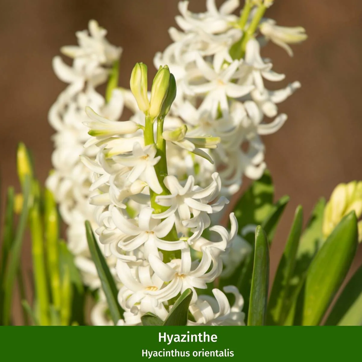 Balkonblumen "Robuste Frühlingsfreude" - Image 3