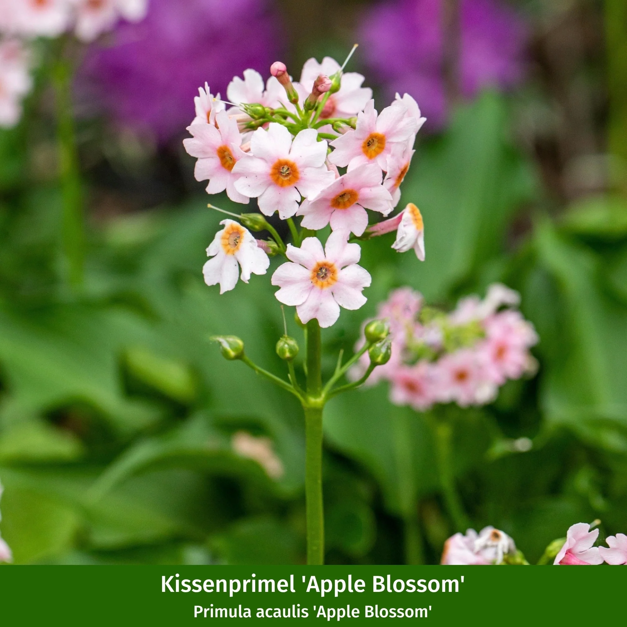Balkonblumen "Romantischer Frühlingszauber" - Image 5