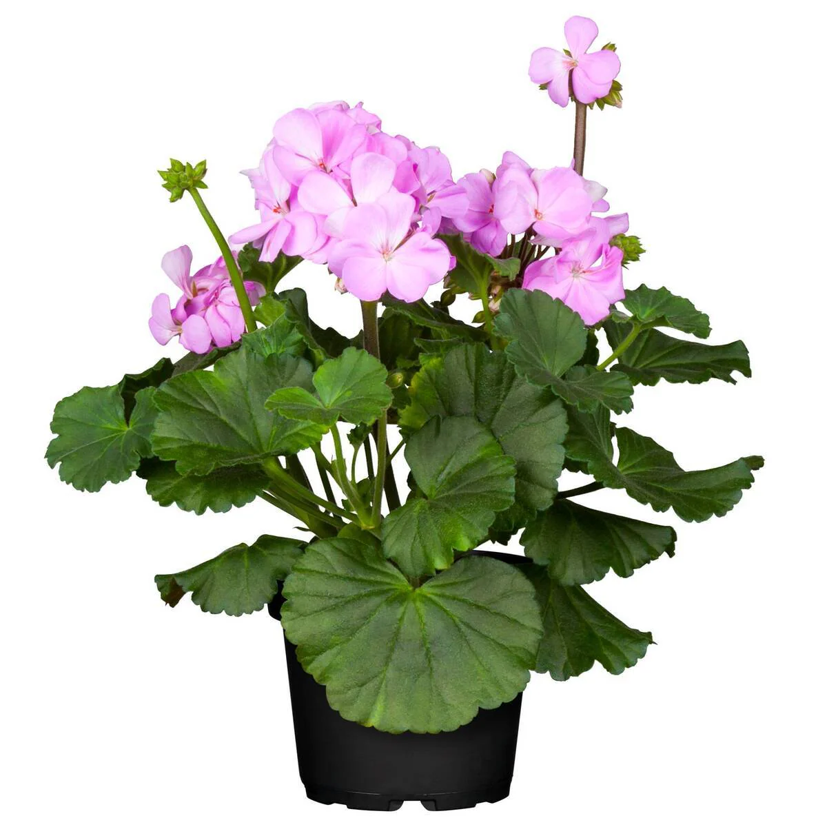 Balkonblumen "Rosa Sommer" - Image 5