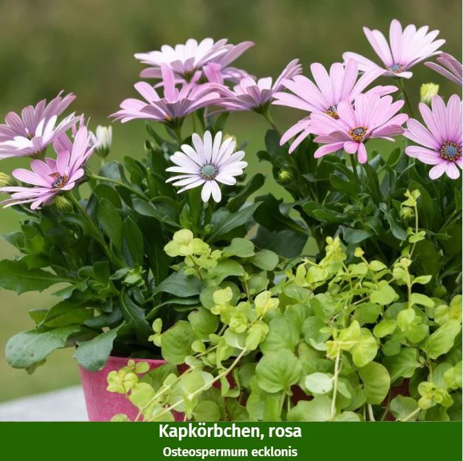 Balkonblumen "Rosa-Weißes Farbspiel" - Image 2