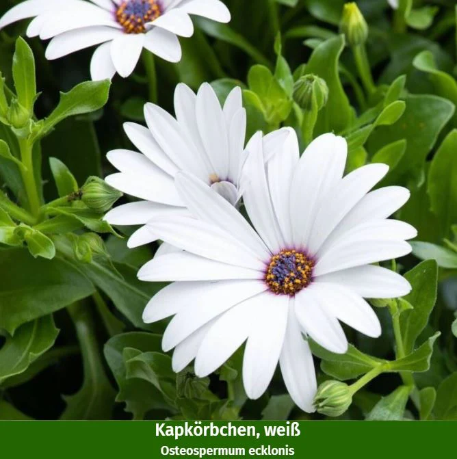 Balkonblumen "Rosa-Weißes Farbspiel" - Image 3