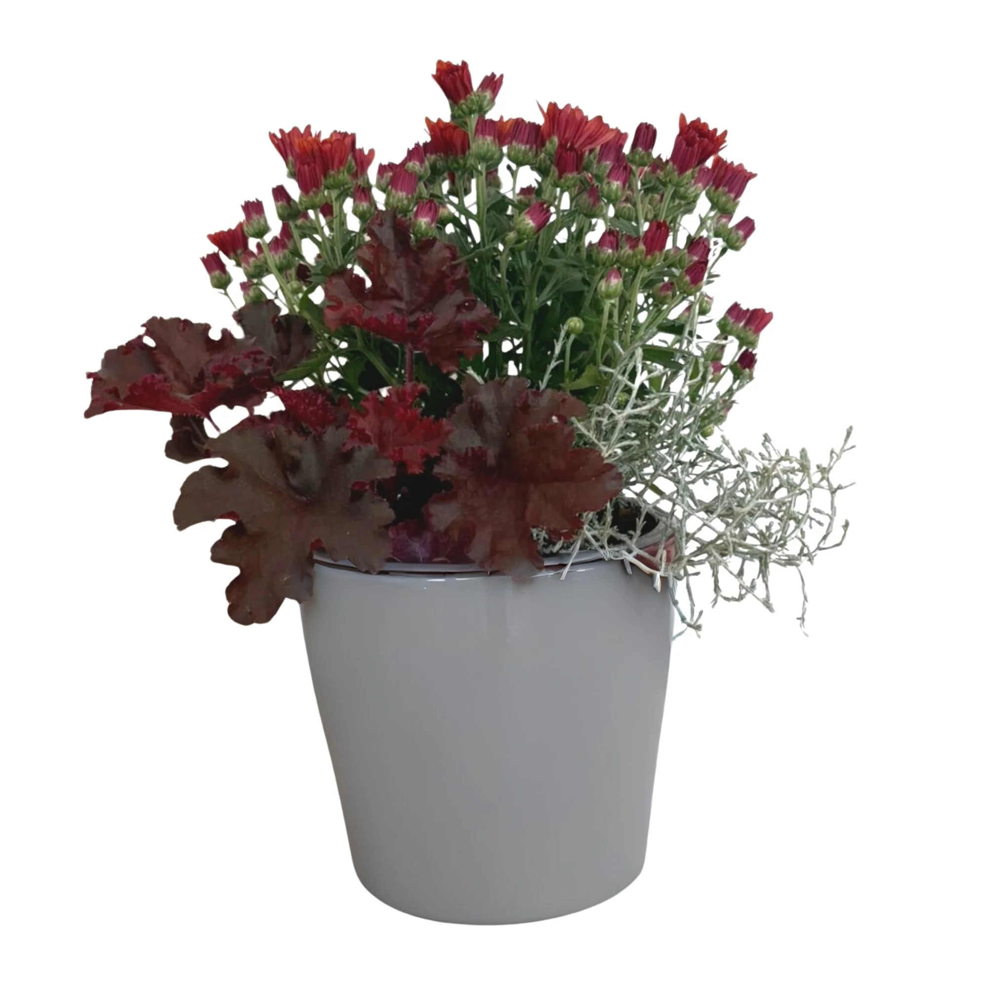 Balkonblumen "Roter Herbstmix" - Image 2