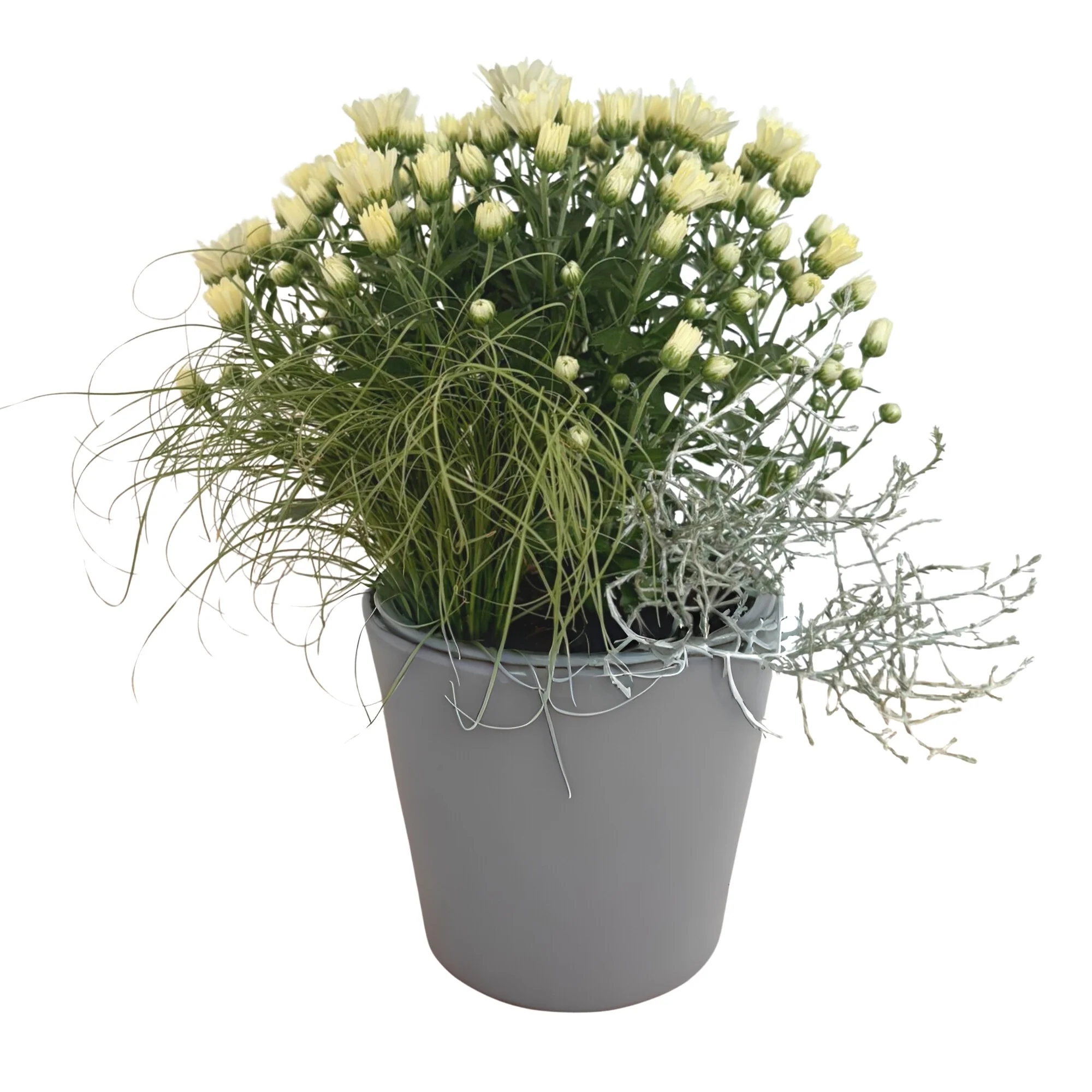 Balkonblumen "Weißer Herbstmix" - Image 2