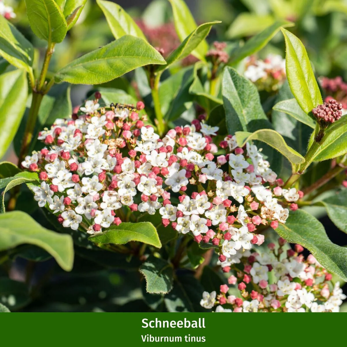 Balkonblumen "Schneeblüten umhüllt von roten Beeren" - Image 3
