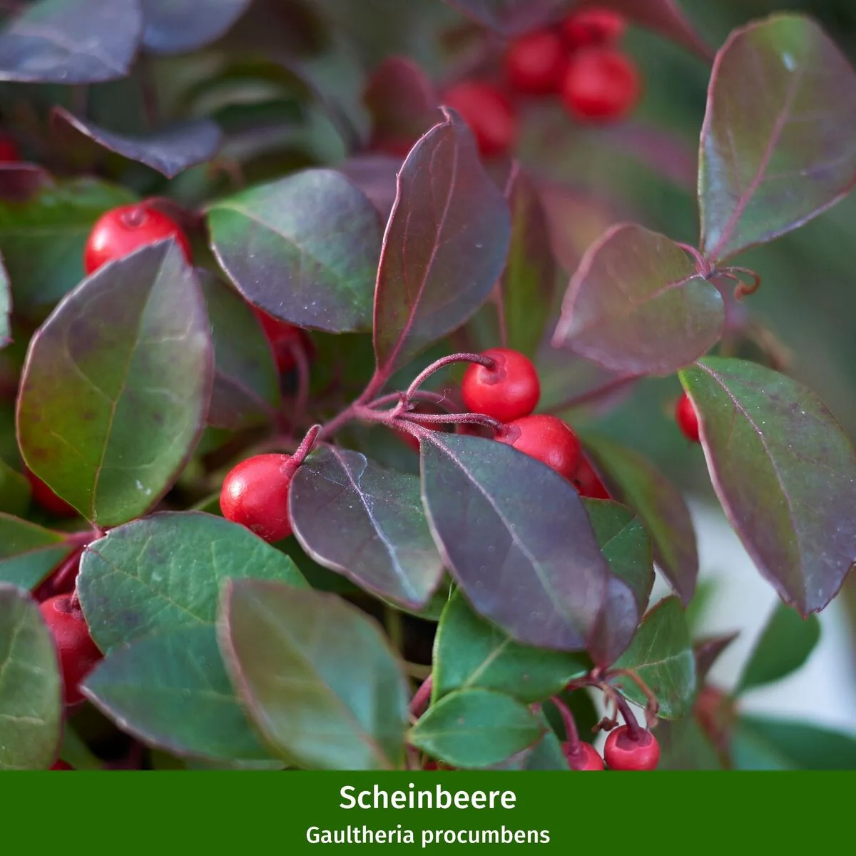 Balkonblumen "Schneeblüten umhüllt von roten Beeren" - Image 4