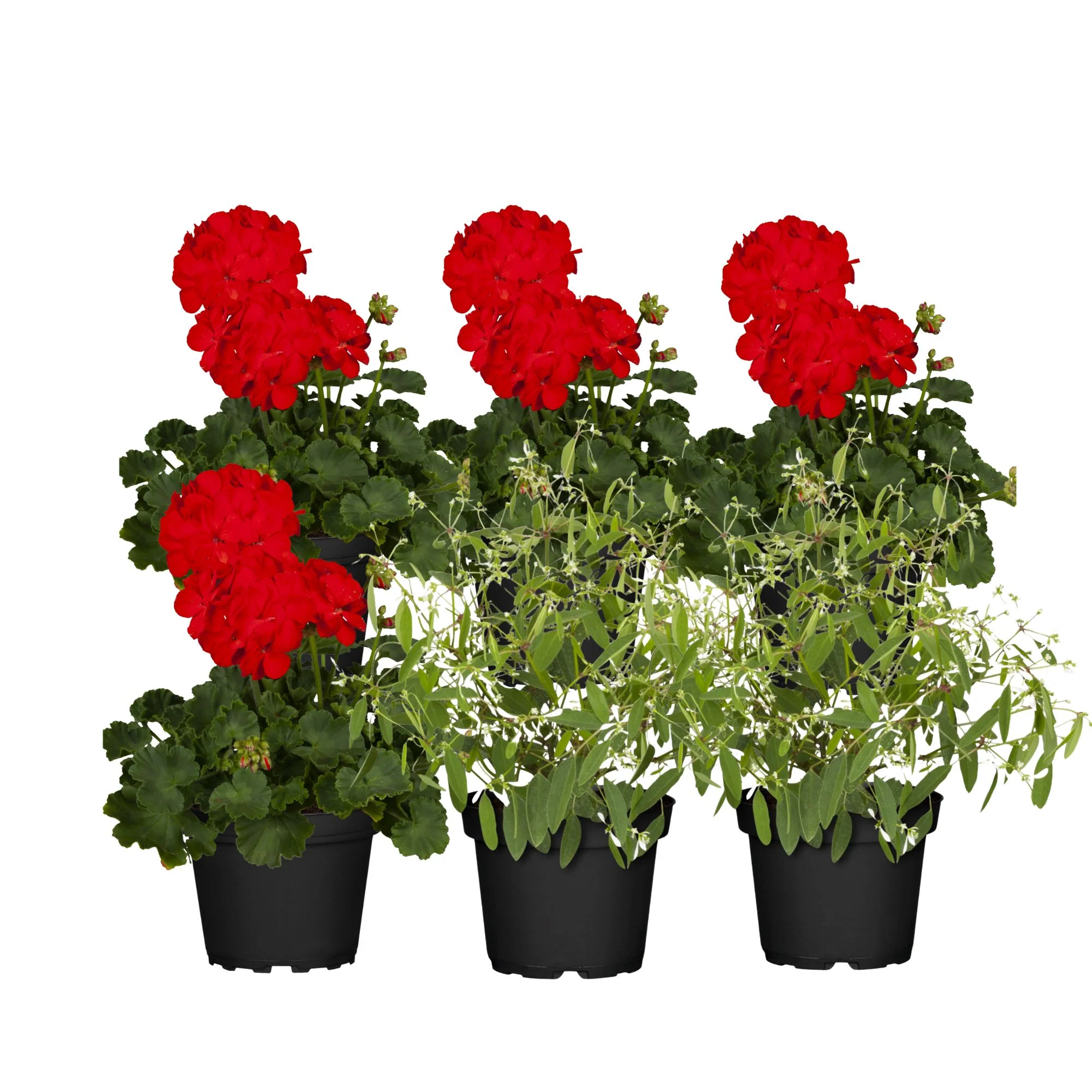 Balkonblumen "Schneeweiß & Blutrot" - Image 2