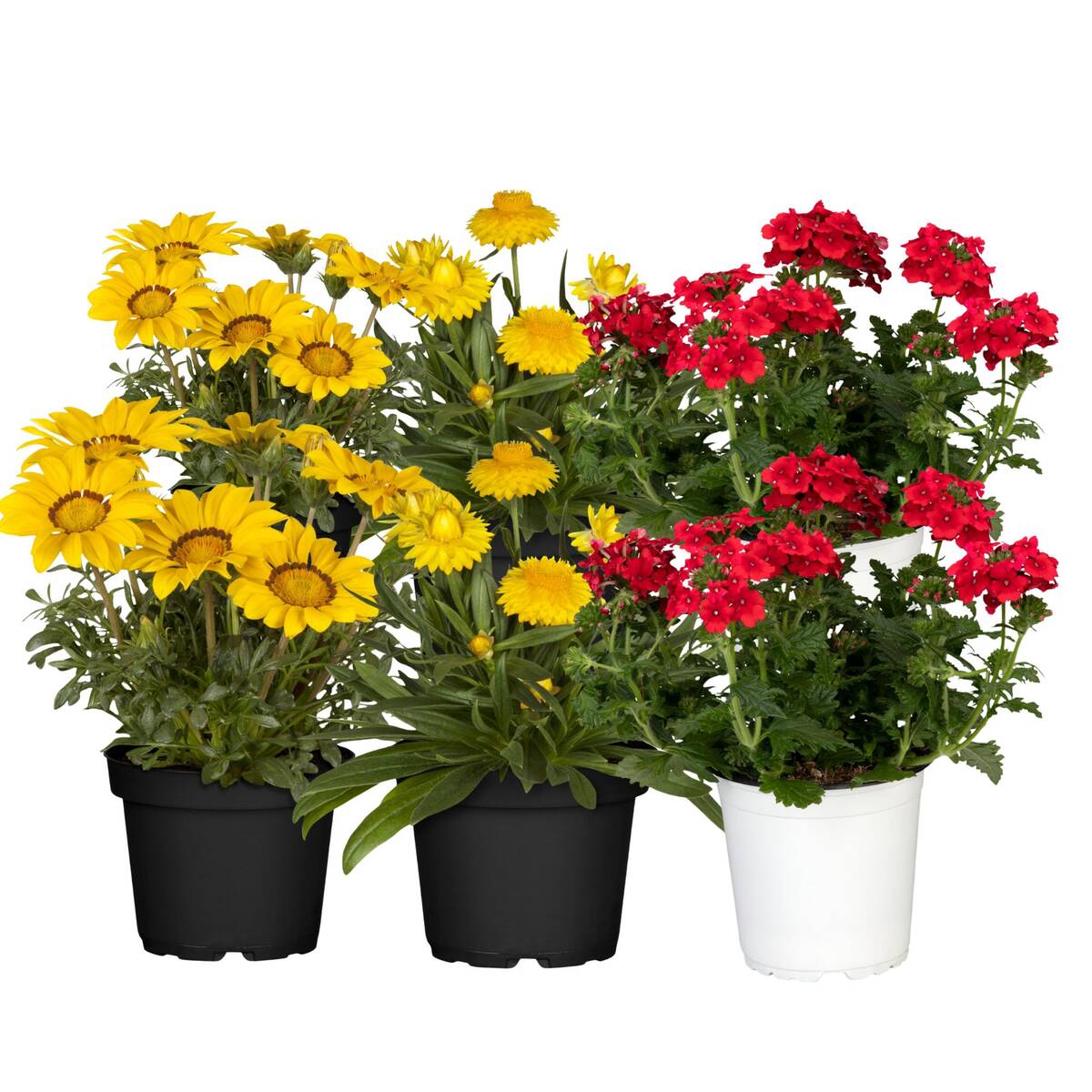 Balkonblumen "Sonnenliebhaber" - Image 2