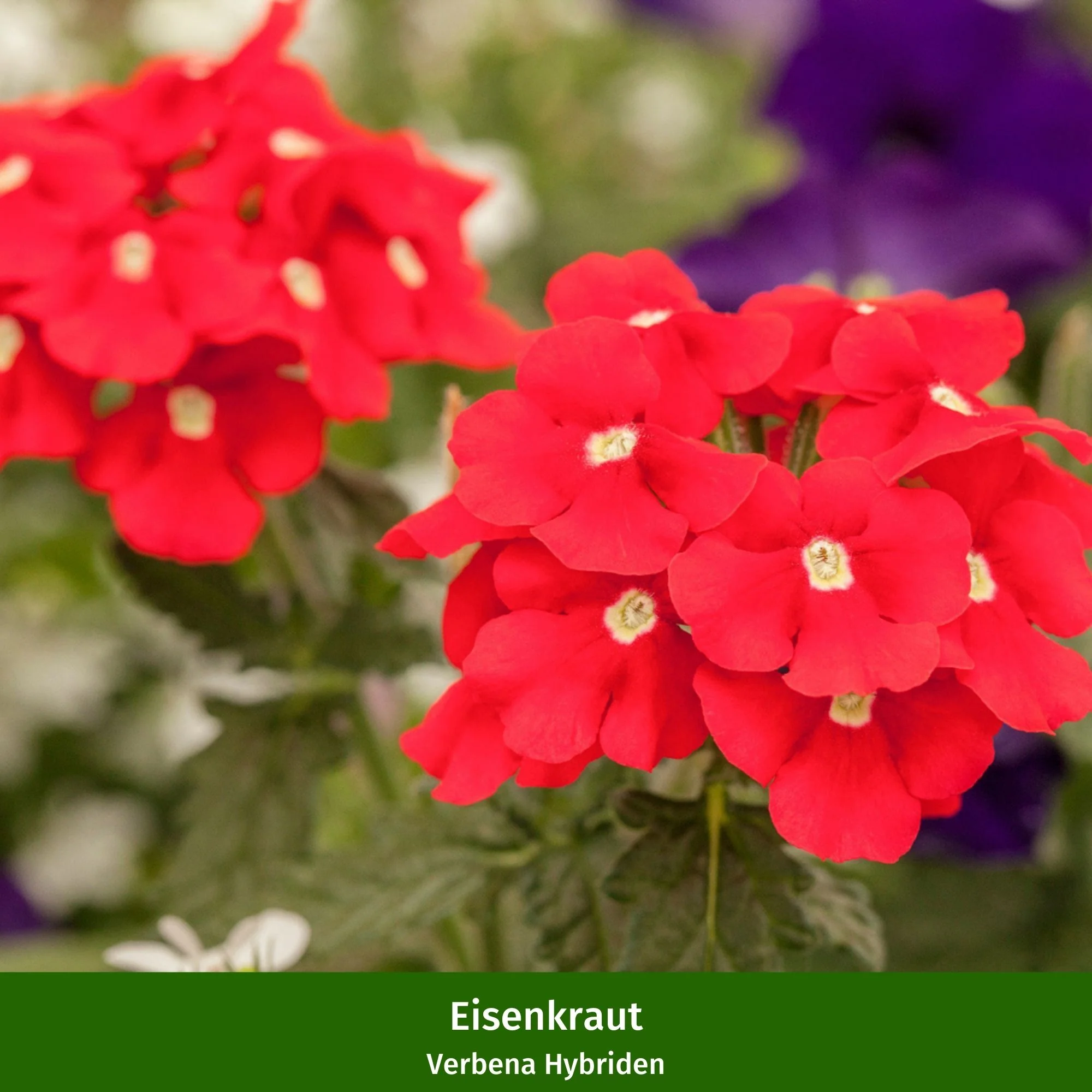 Balkonblumen "Sonnenliebhaber" - Image 4