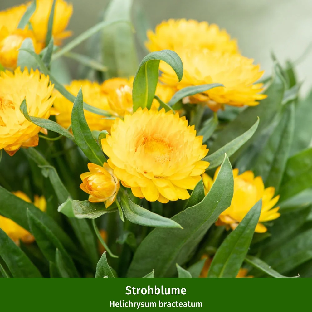 Balkonblumen "Sonnenliebhaber" - Image 5
