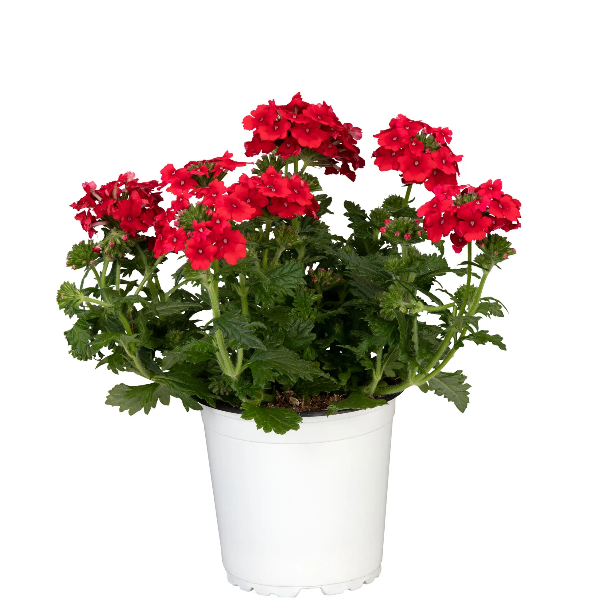 Balkonblumen "Sonnenliebhaber" - Image 6
