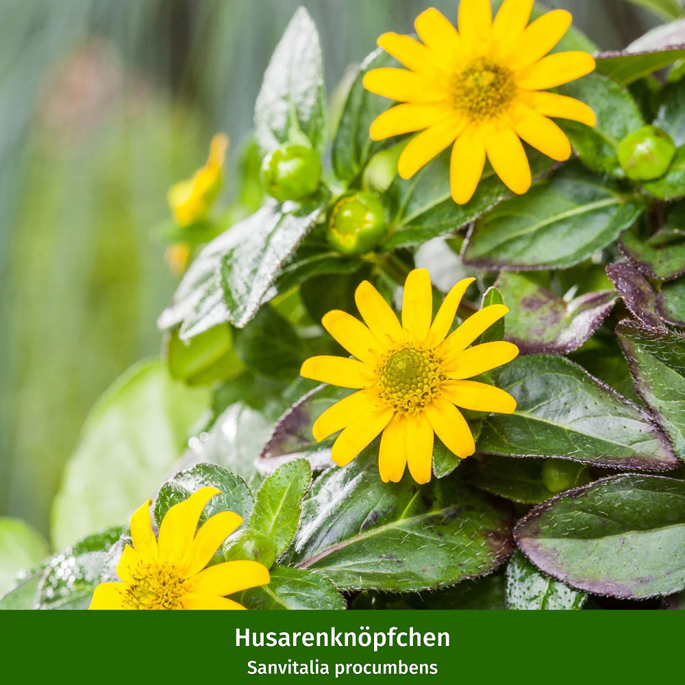 Balkonblumen "Sonnige Farbkontraste" - Image 3