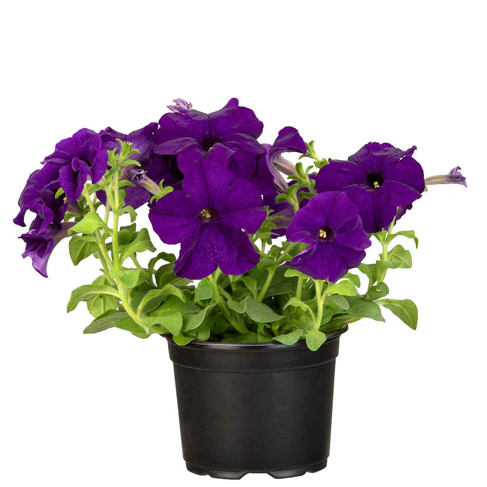 Balkonblumen "Sonnige Farbkontraste" - Image 6