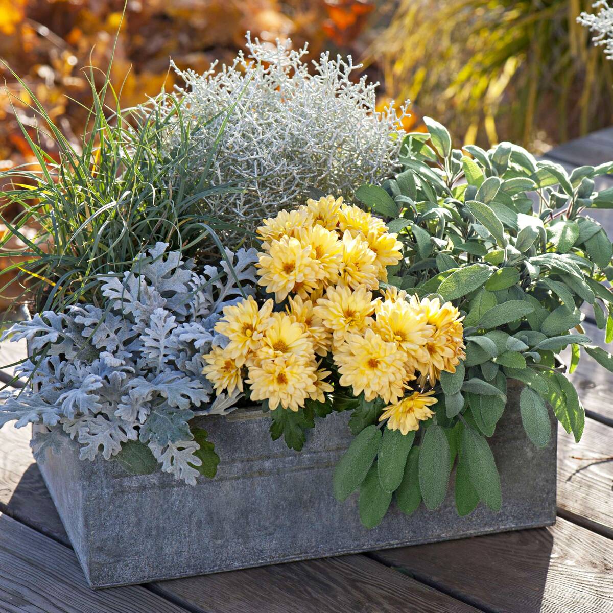 Balkonblumen "Gelber Herbstgruß"