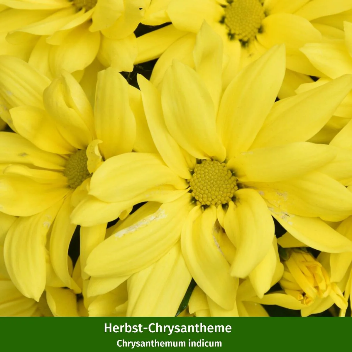 Balkonblumen "Gelber Herbstgruß" - Image 4