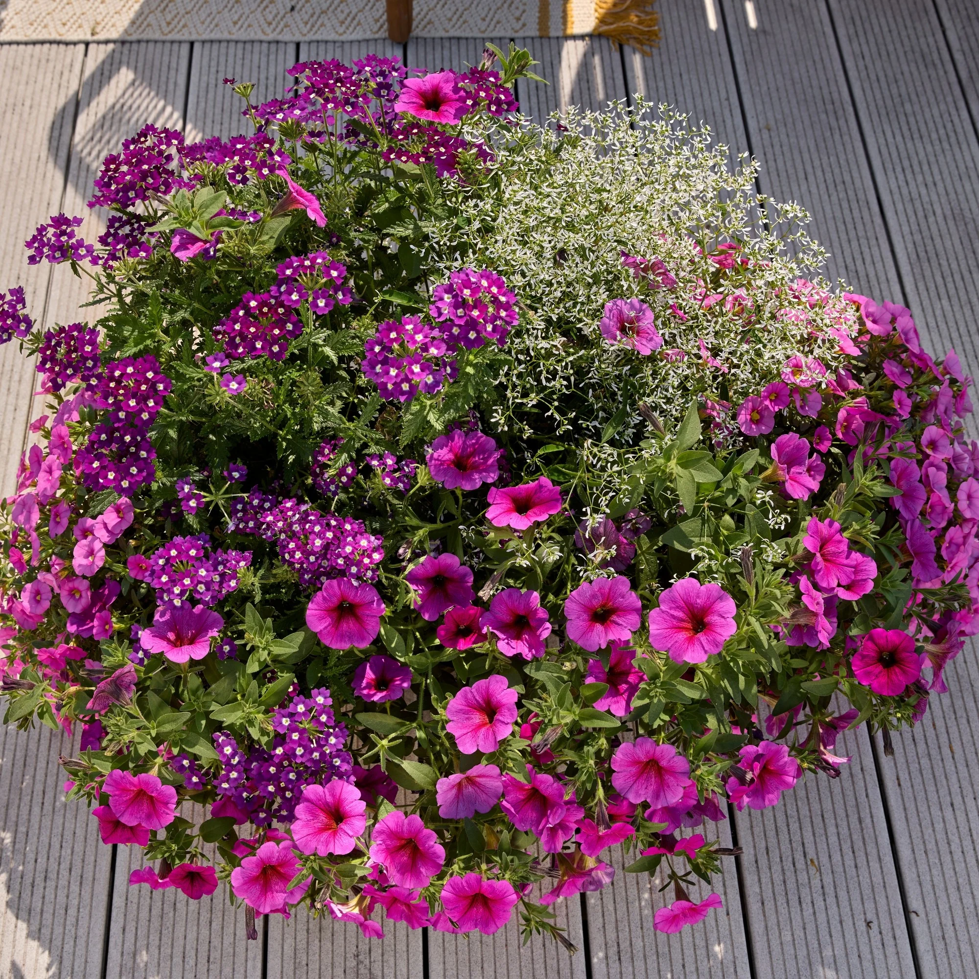 Balkonblumen "Pflegeleichte Blütenharmonie" - Image 4