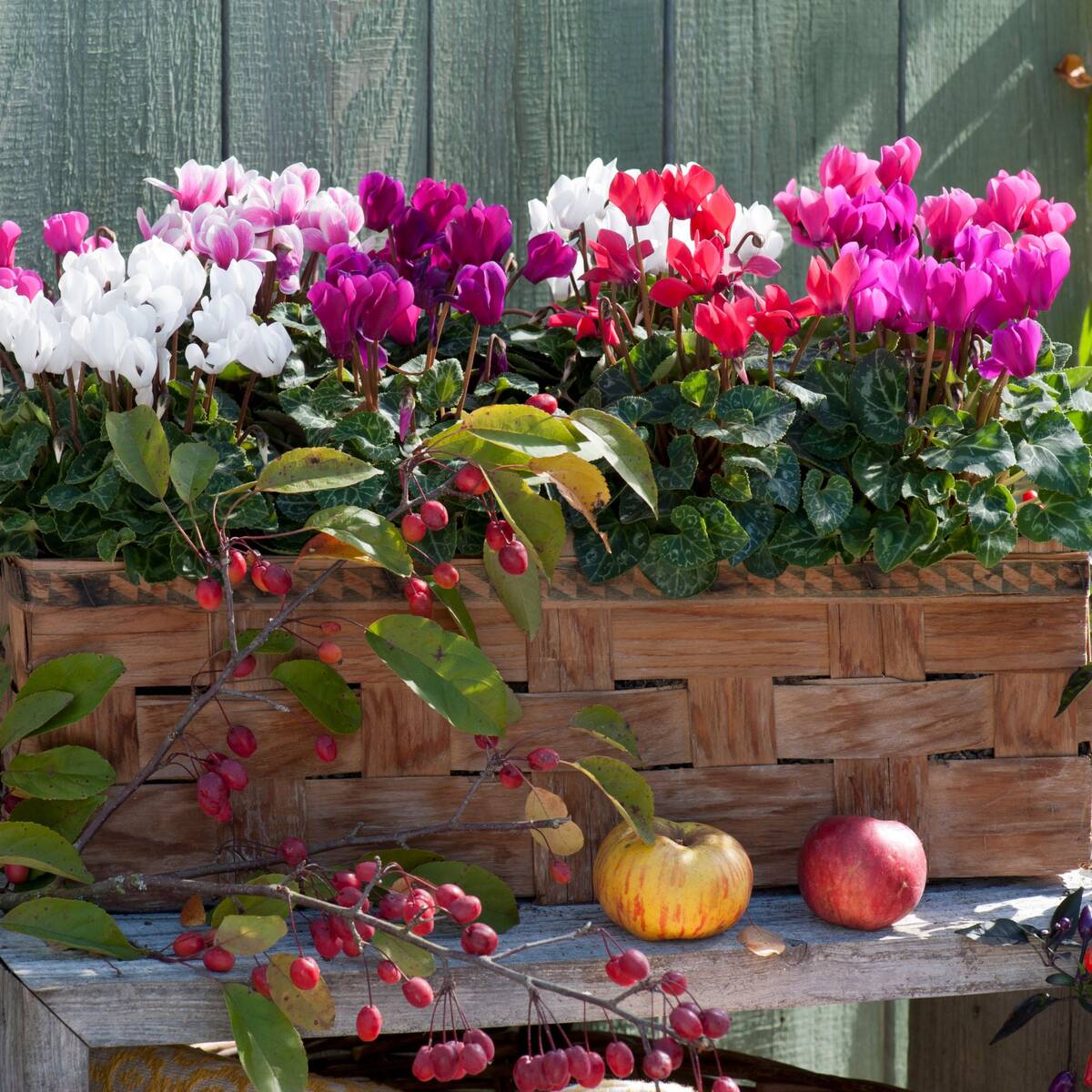 Balkonblumen "Veilchenherbst"