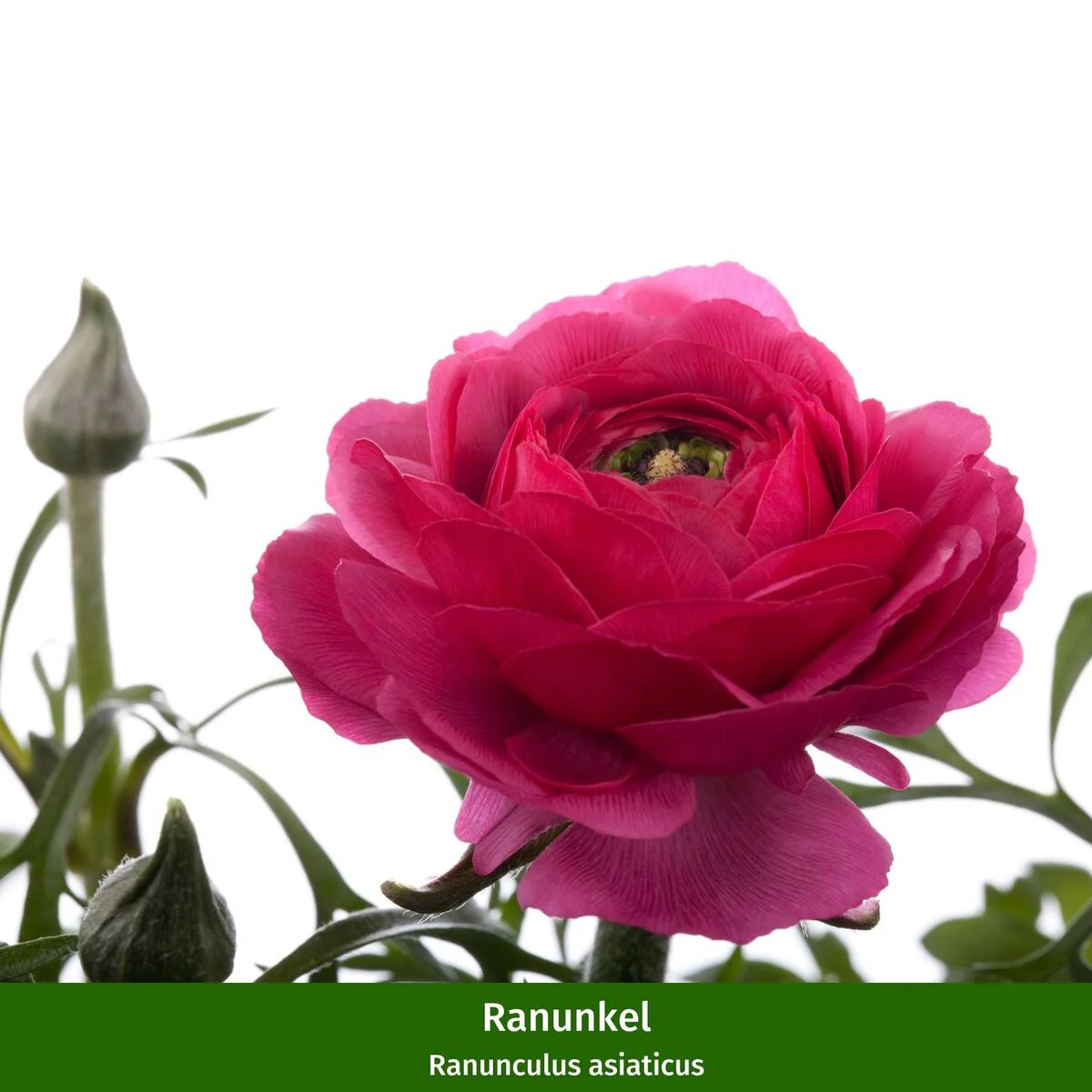 Balkonblumen "Vielseitige Blütenfreude" - Image 4