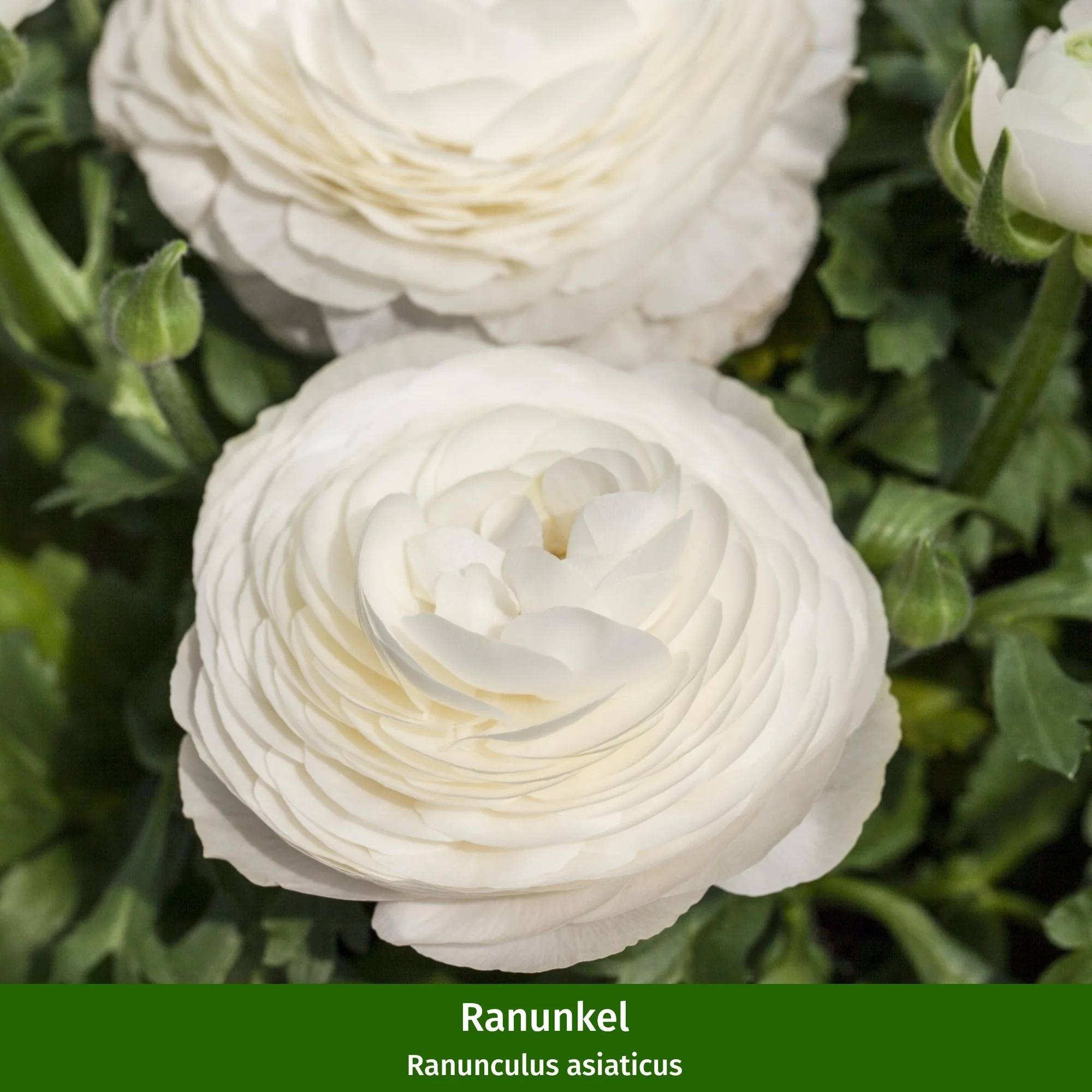 Balkonblumen "Weißer Frühjahrszauber" - Image 4