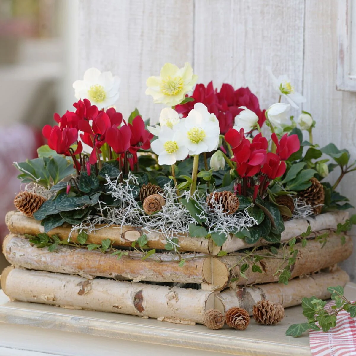 Balkonblumen "Winterliche Kontraste"